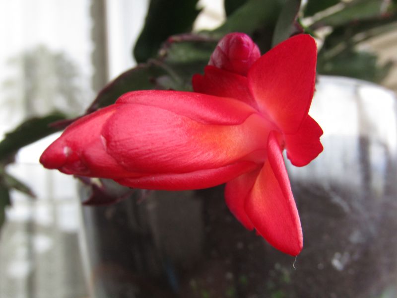 A photo of Schlumbergera truncata