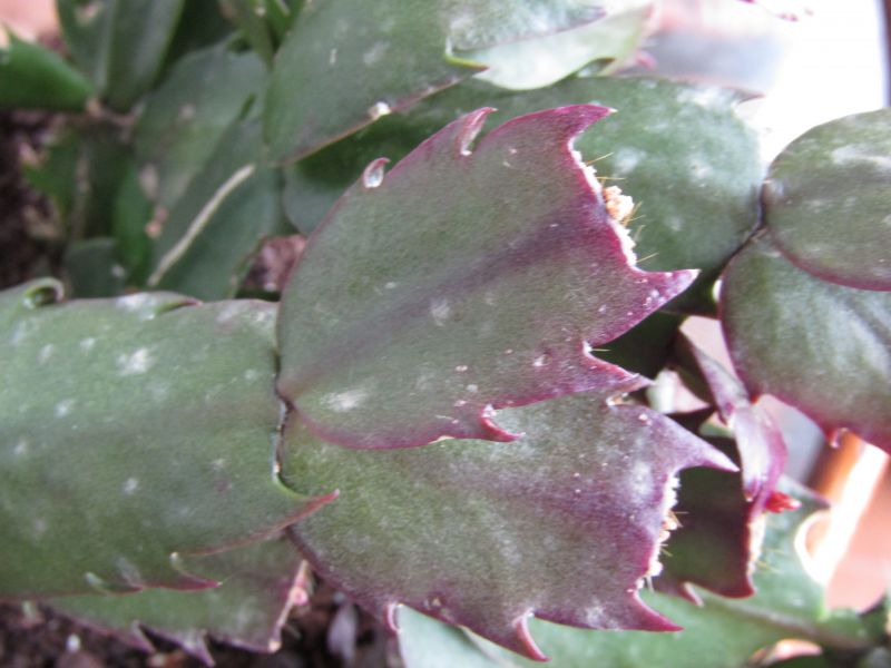 A photo of Schlumbergera truncata