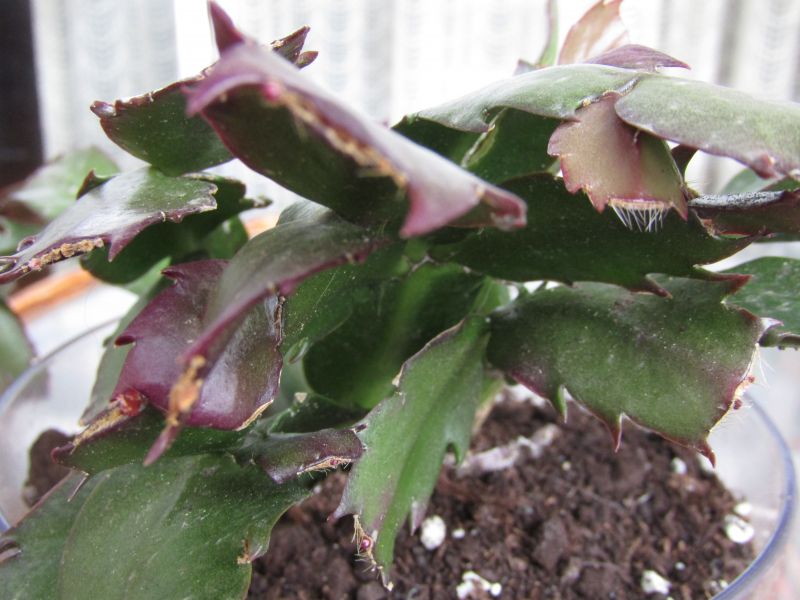 A photo of Schlumbergera truncata