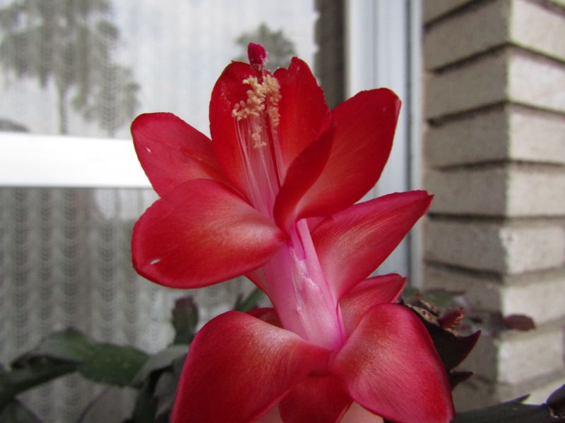 A photo of Schlumbergera truncata