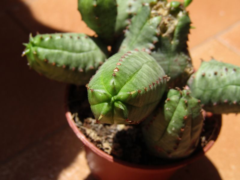 Una foto de Euphorbia daisymontana (E. obesa x E. tubiglans) (HIBRIDO)
