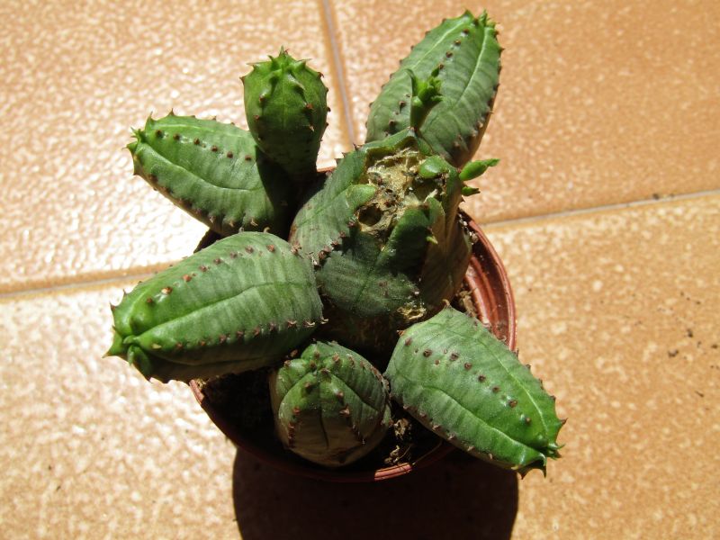 Una foto de Euphorbia daisymontana (E. obesa x E. tubiglans) (HIBRIDO)