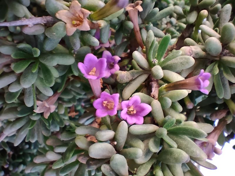 A photo of Lycium intricatum