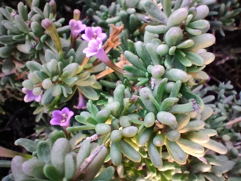 A photo of Lycium intricatum