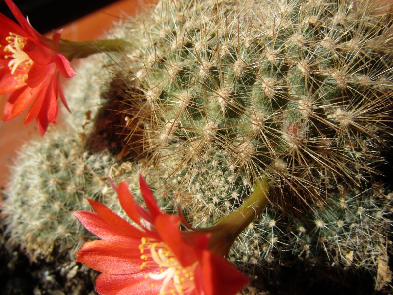 Una foto de Rebutia deminuta