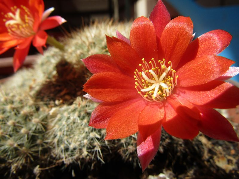 Una foto de Rebutia deminuta