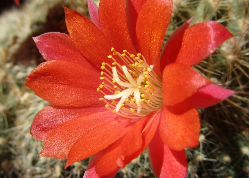 Una foto de Rebutia deminuta