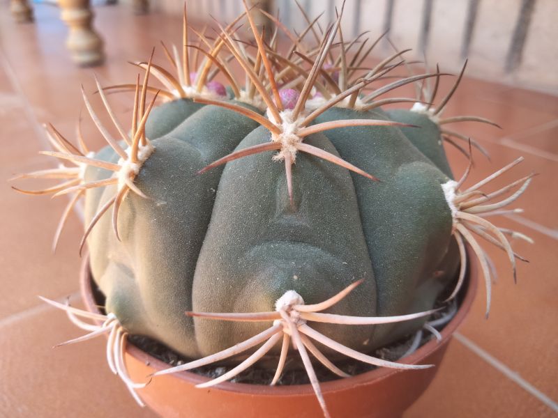 A photo of Gymnocalycium pflanzii