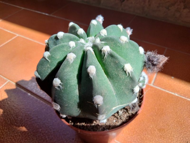 Una foto de Echinopsis subdenudata