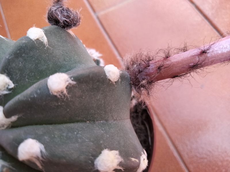 Una foto de Echinopsis subdenudata
