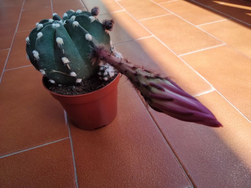 Una foto de Echinopsis subdenudata