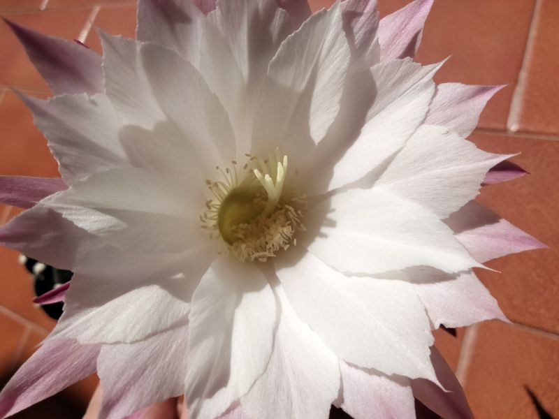 Una foto de Echinopsis subdenudata