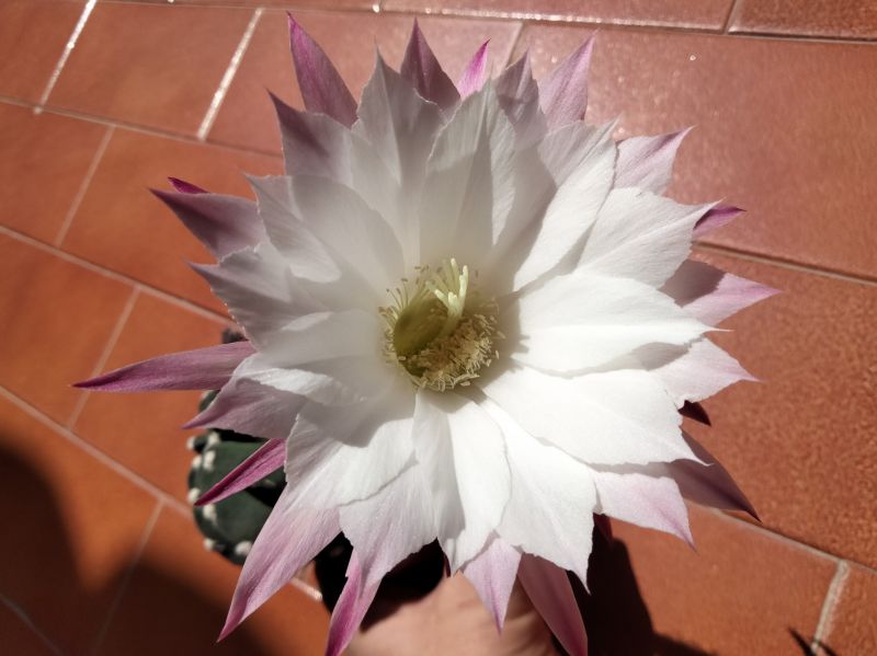 Una foto de Echinopsis subdenudata