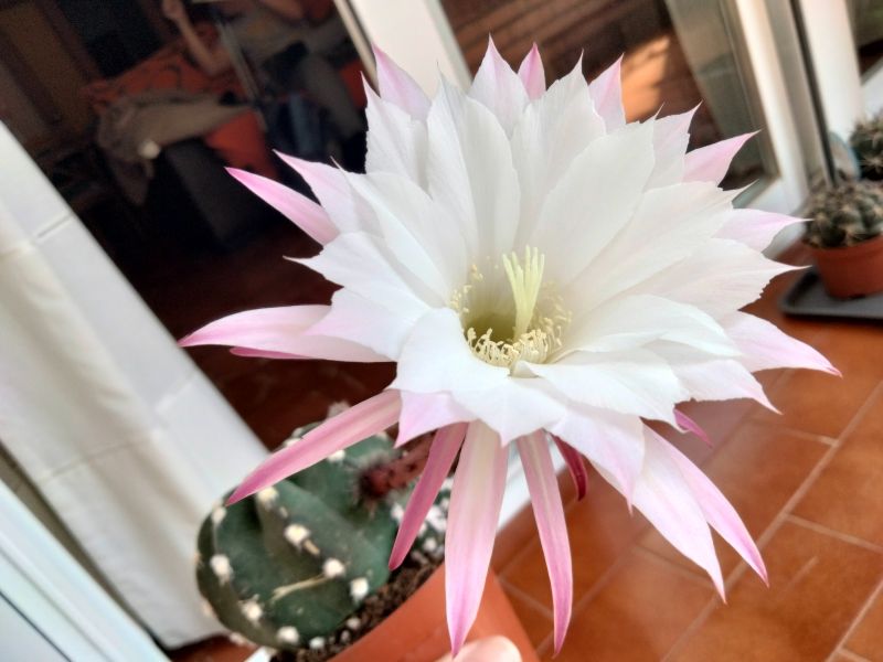 Una foto de Echinopsis subdenudata