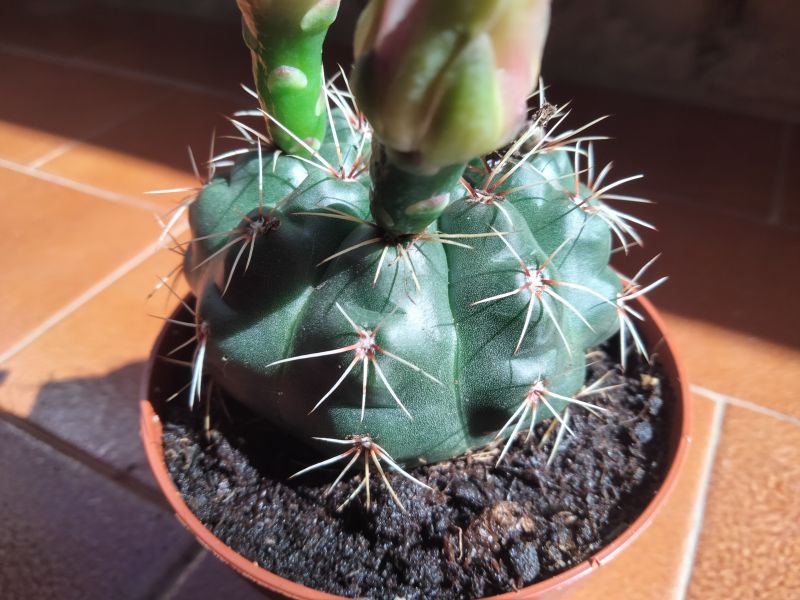 Una foto de Gymnocalycium baldianum