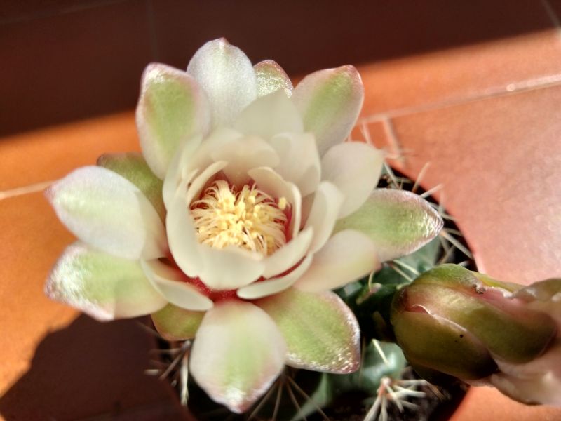 Una foto de Gymnocalycium baldianum