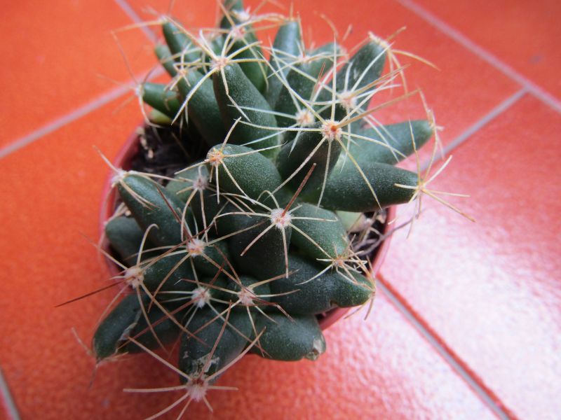 A photo of Mammillaria longimamma