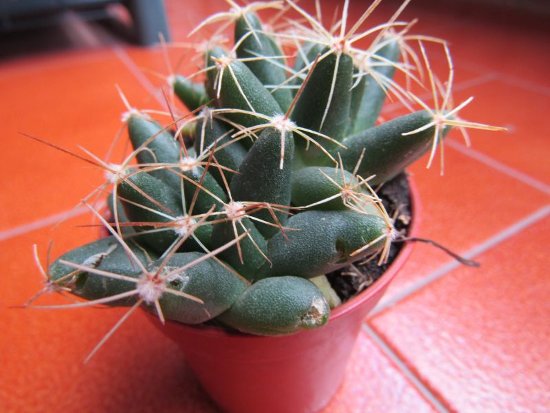 A photo of Mammillaria longimamma