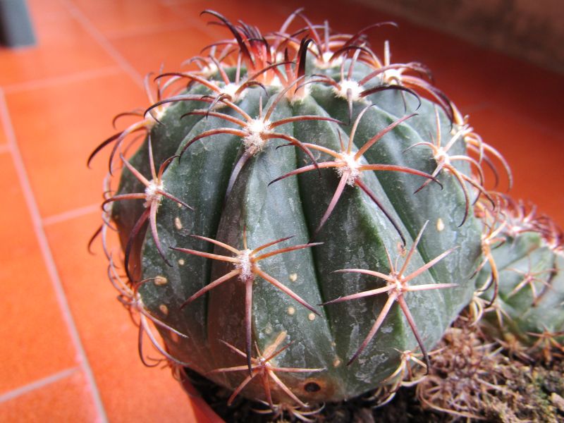 Una foto de Melocactus levitestatus