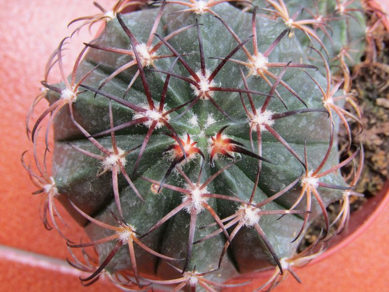 Una foto de Melocactus levitestatus