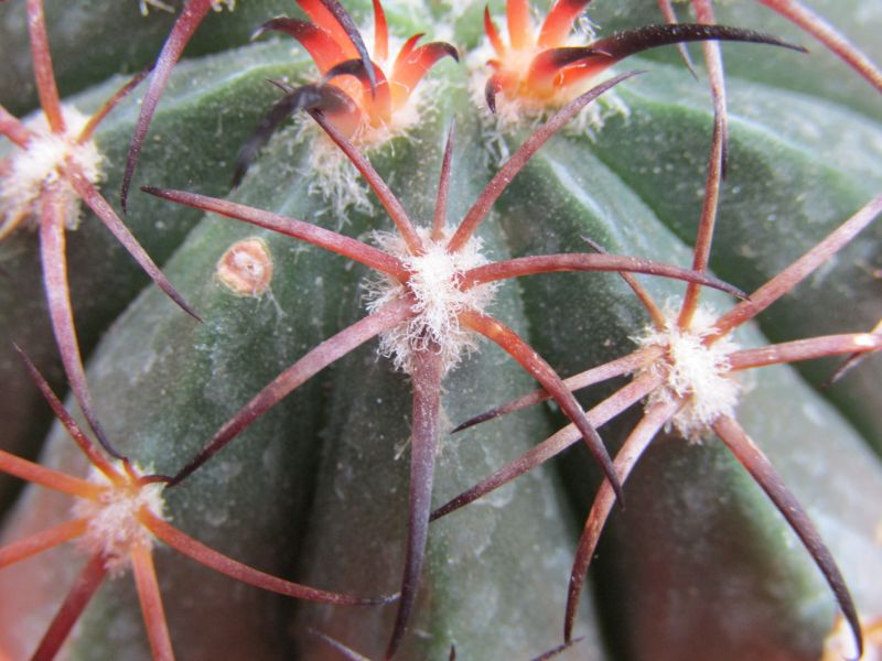 Una foto de Melocactus levitestatus