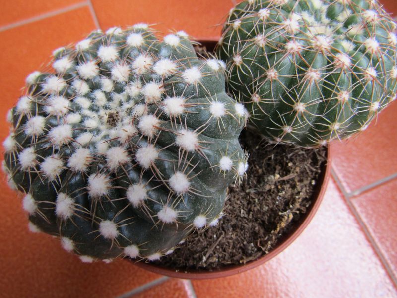 A photo of Notocactus uebelmannianus