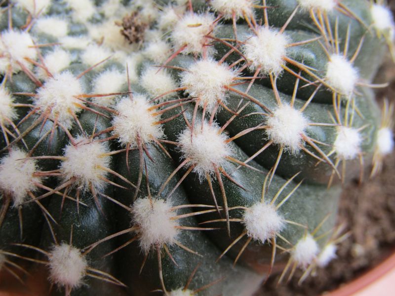 A photo of Notocactus uebelmannianus