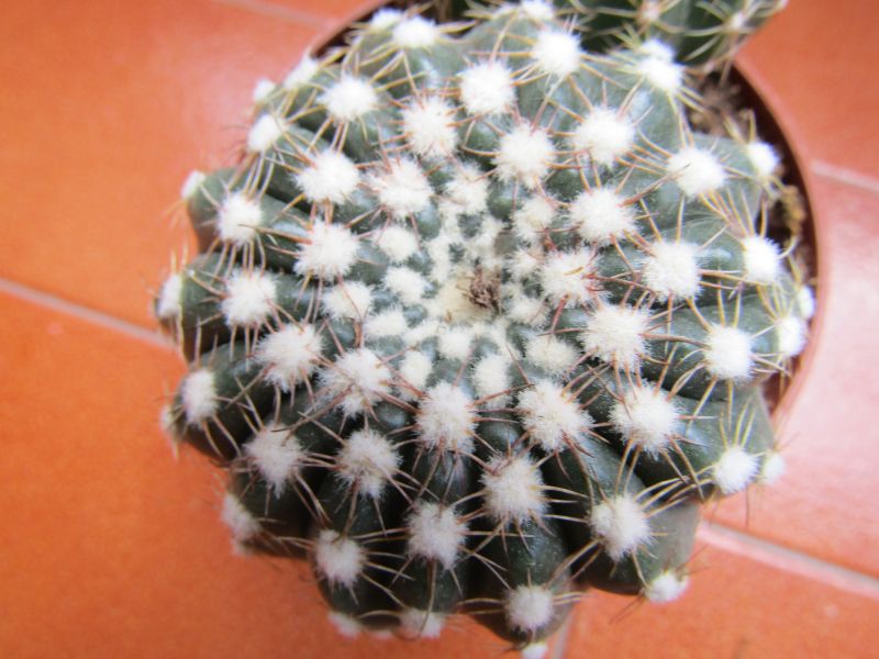 A photo of Notocactus uebelmannianus