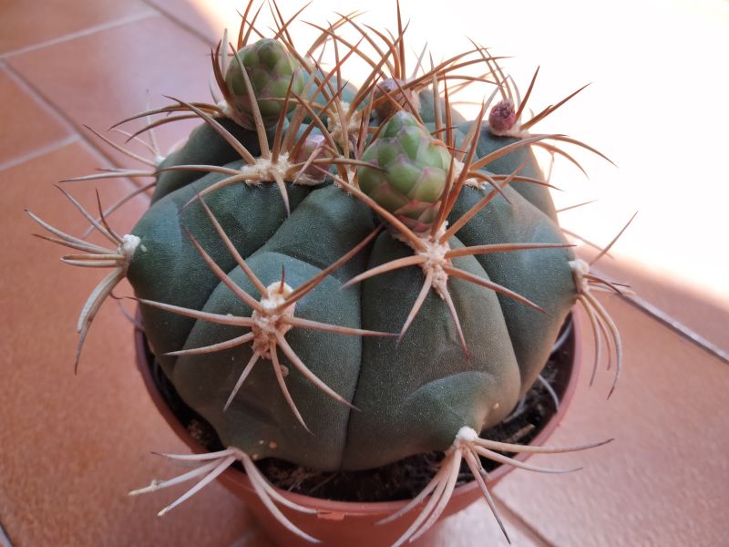 A photo of Gymnocalycium pflanzii