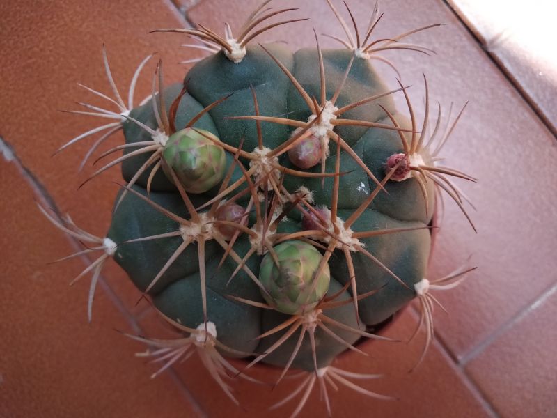 A photo of Gymnocalycium pflanzii