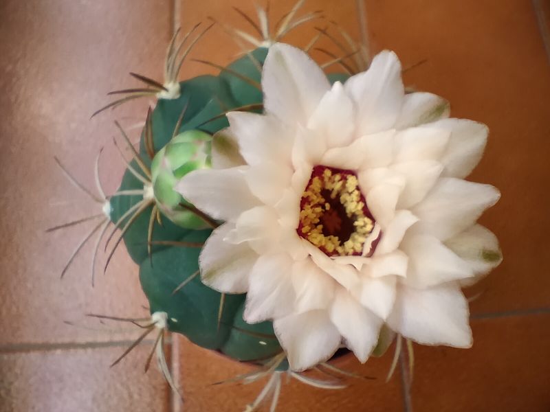 A photo of Gymnocalycium pflanzii