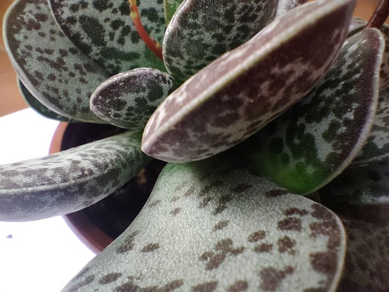 A photo of Adromischus maculatus