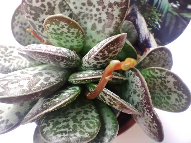 A photo of Adromischus maculatus