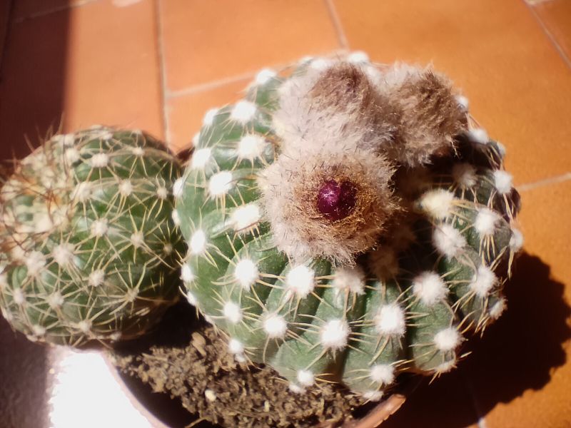 A photo of Notocactus uebelmannianus