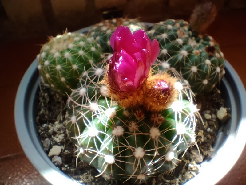 A photo of Notocactus uebelmannianus