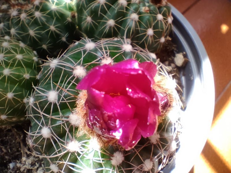 A photo of Notocactus uebelmannianus