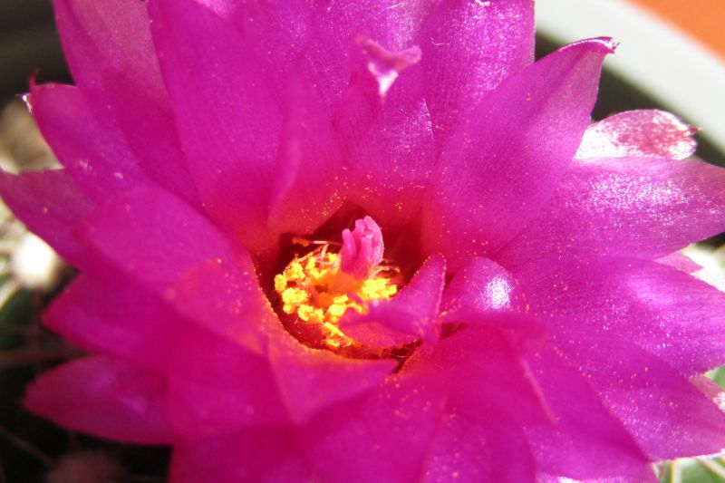 A photo of Notocactus uebelmannianus