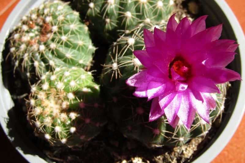A photo of Notocactus uebelmannianus