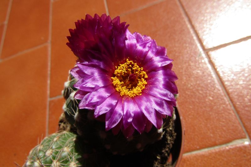 A photo of Notocactus uebelmannianus
