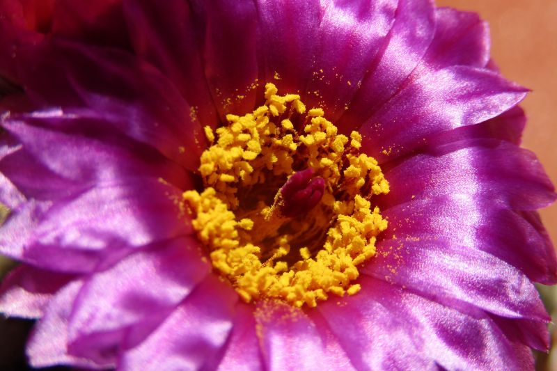 A photo of Notocactus uebelmannianus