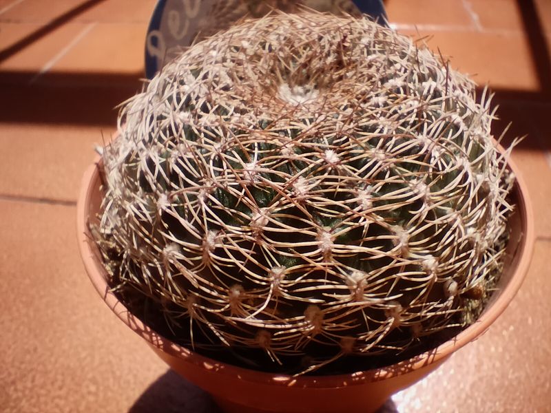 Una foto de Sulcorebutia breviflora