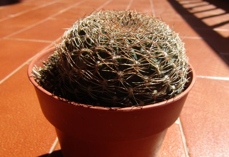 Una foto de Sulcorebutia breviflora