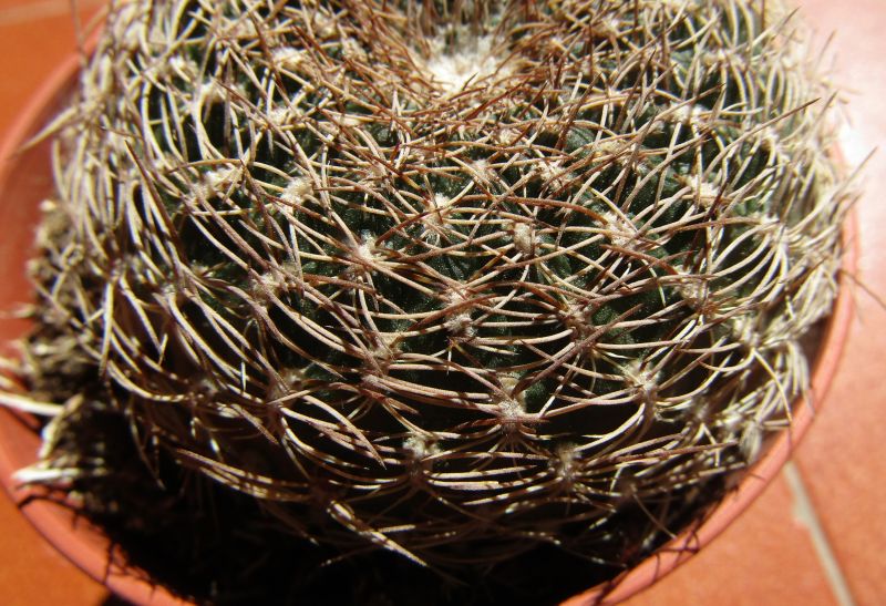Una foto de Sulcorebutia breviflora