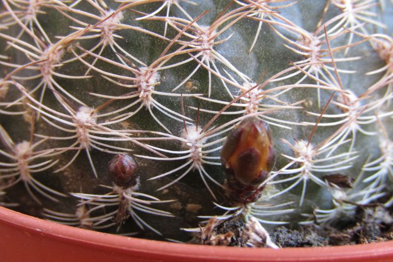 Una foto de Sulcorebutia breviflora