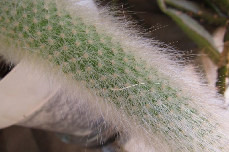 Una foto de Winterocereus colademononis  