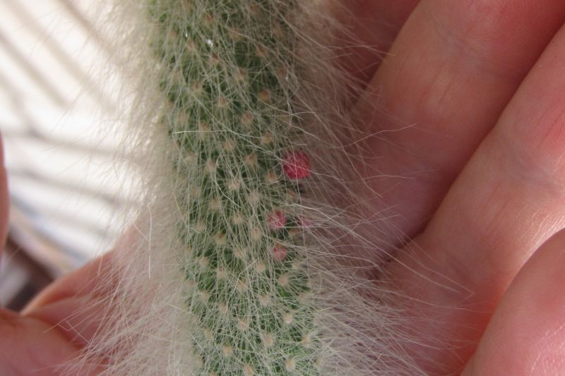 Una foto de Winterocereus colademononis  