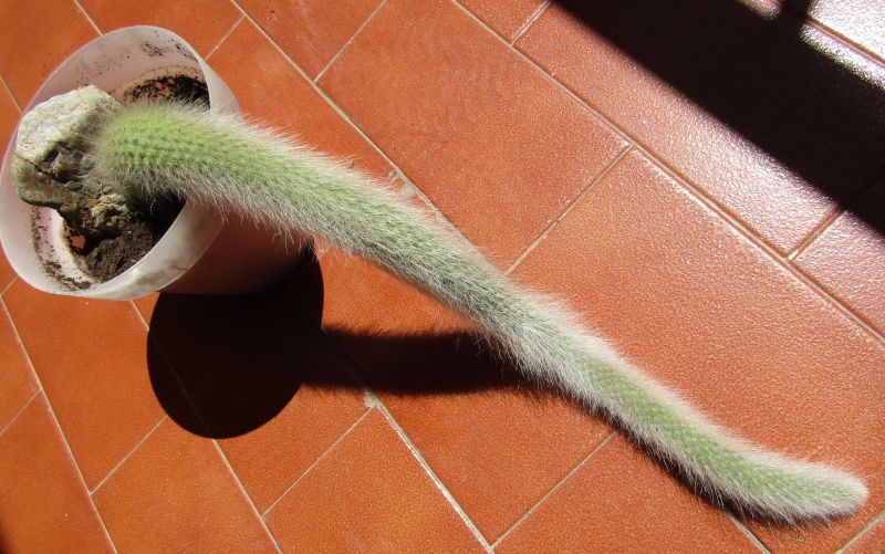 Una foto de Winterocereus colademononis  