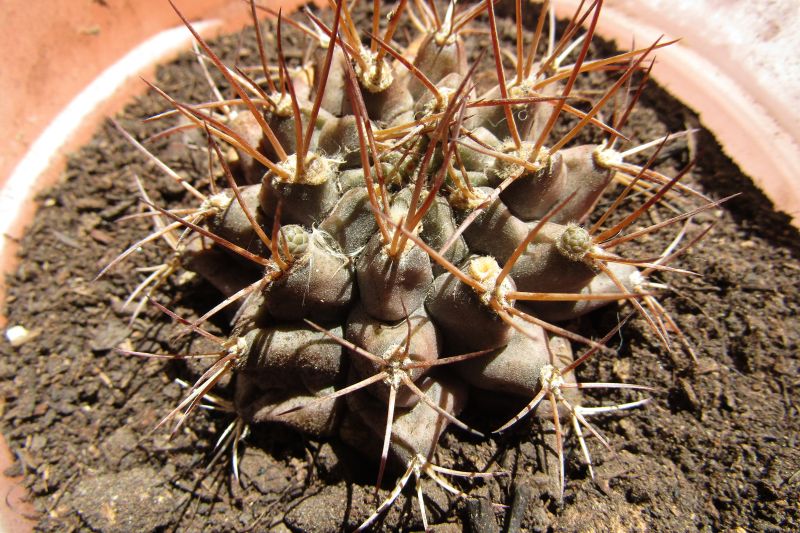 A photo of Gymnocalycium schickendantzii