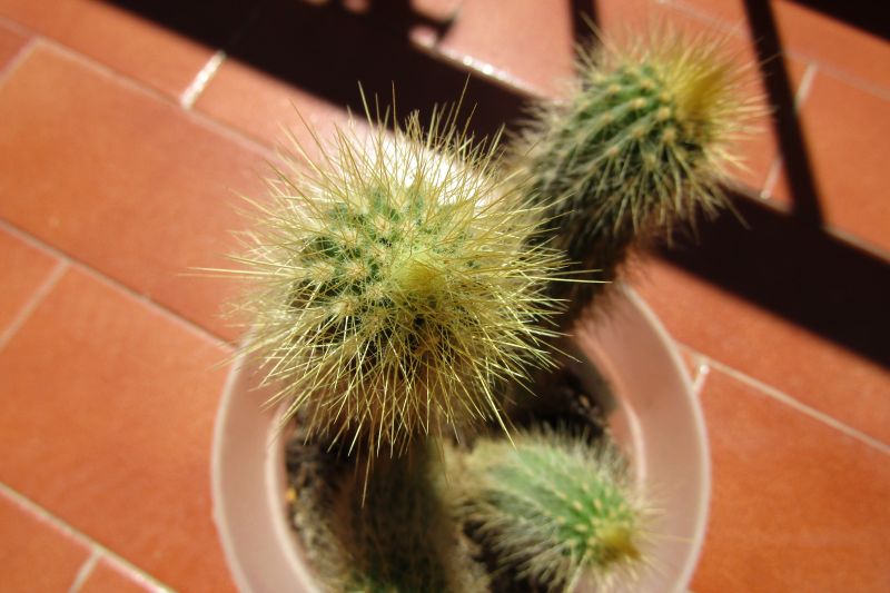 A photo of Micranthocereus estevesii
