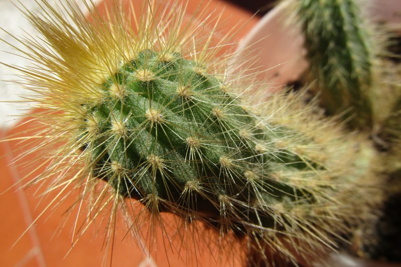 A photo of Micranthocereus estevesii